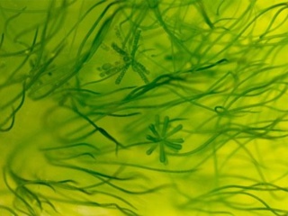 Đôi điều nên biết về tảo Spirulina