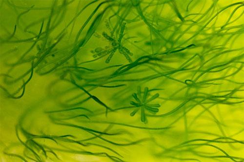 Đôi điều nên biết về tảo Spirulina - Trung tâm Y tế Huyện Vĩnh Cửu